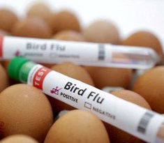 bird flu